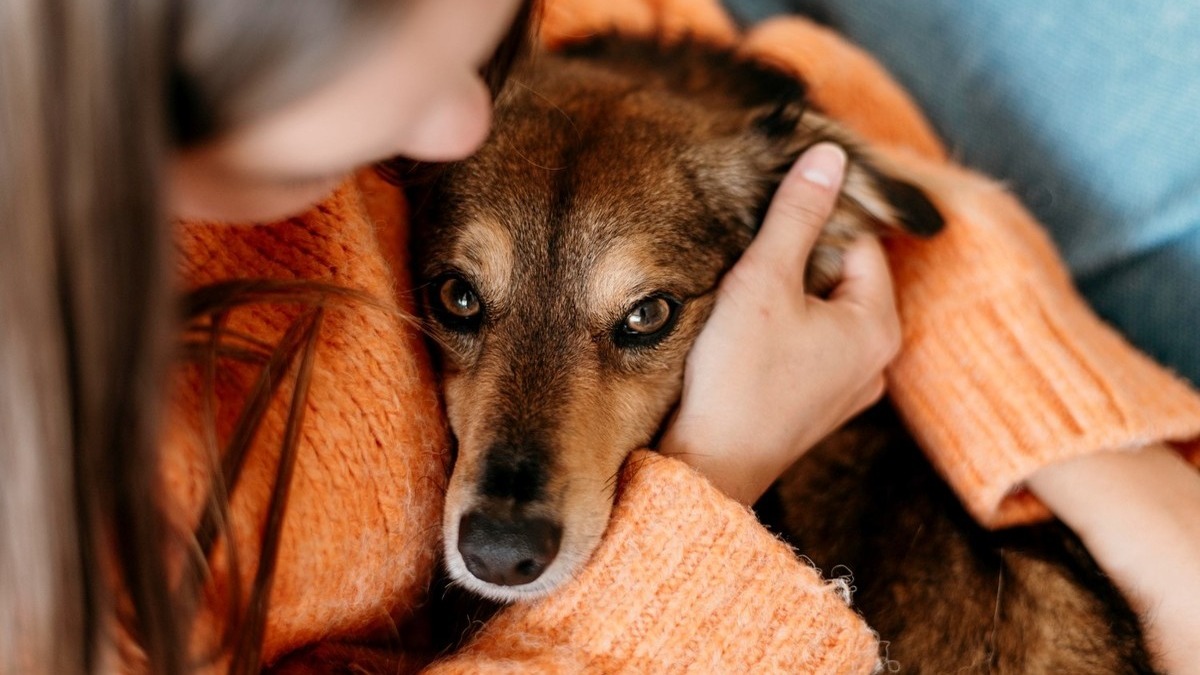 Comment savoir si votre chien vous aime : 10 signes révélateurs