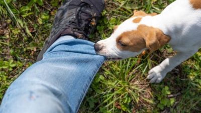 Comprendre pourquoi les chiens mordent : les raisons et comment les prévenir