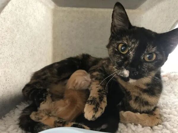 Elle découvre une chatte enceinte dans les bois, son propriétaire l’avait abandonnée