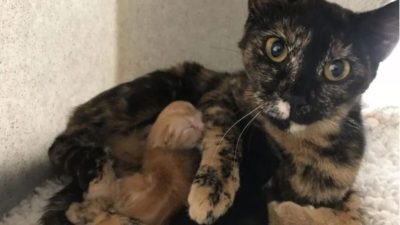 Elle découvre une chatte enceinte dans les bois, son propriétaire l’avait abandonnée