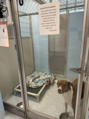 Grâce à une publication virale, ce chien croule sous les demandes d’adoption après des mois d’attente au refuge