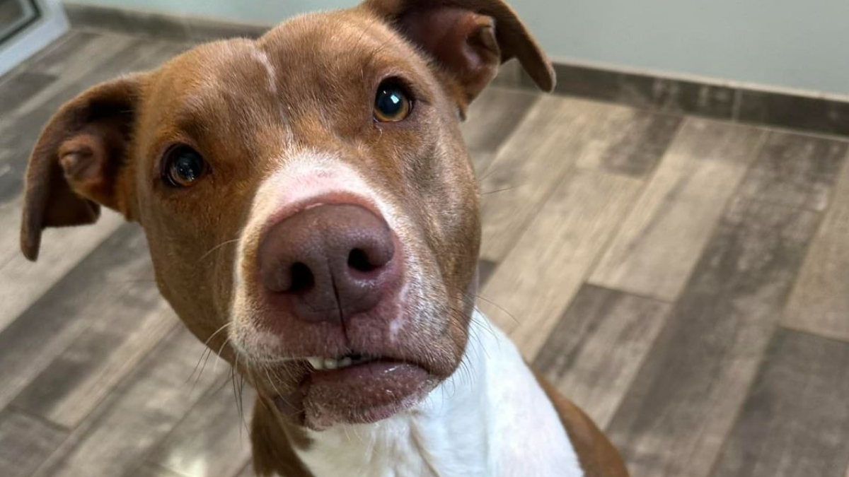 Grâce à une publication virale, ce chien croule sous les demandes d’adoption après des mois d’attente au refuge