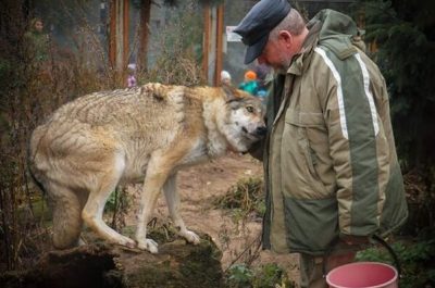 Il donne à manger à une louve, 2 mois plus tard, 3 loups débarquent chez lui