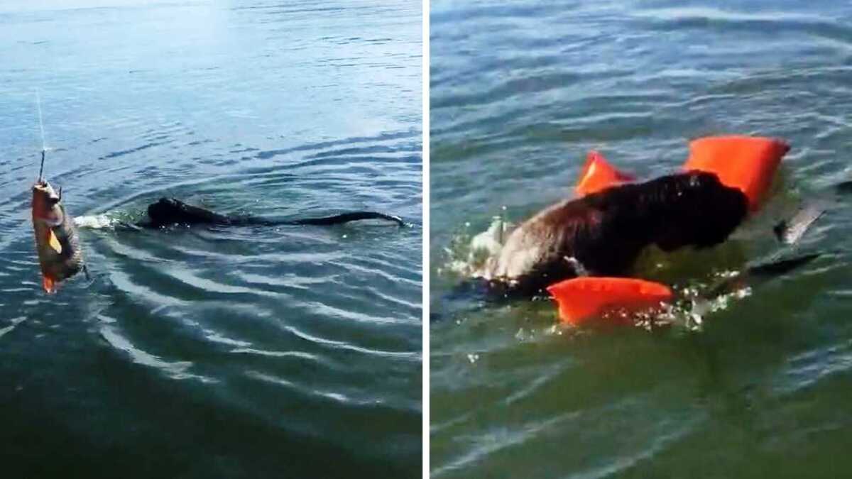 Il jette son gilet de sauvetage pour sauver un chien de la noyade, mais ce n’est pas un chien