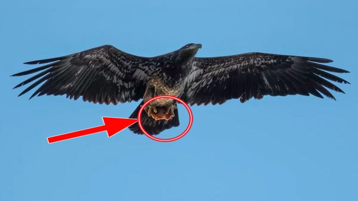 Il prend en photo un aigle et est sidéré par ce qu’il a dans ses serres