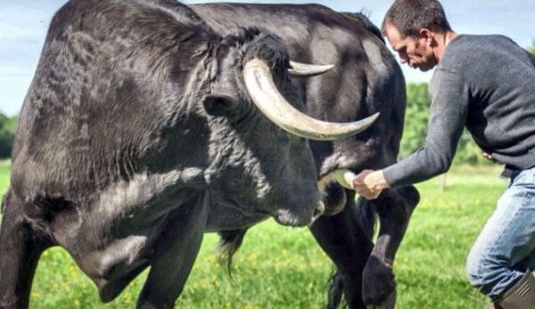 Il sauve un taureau d’une corrida, l’animal le remercie un an plus tard