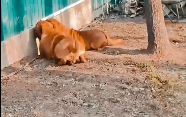 Il voit 2 chiens qui refusent de s’éloigner de la clôture et découvre alors la véritable raison