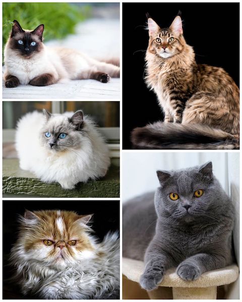 Ils donnent beaucoup d'amour, voici les 5 races de chats les plus adorables