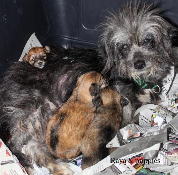 Ils sauvent la vie de 26 chiens enchaînés en détresse et lancent un SOS