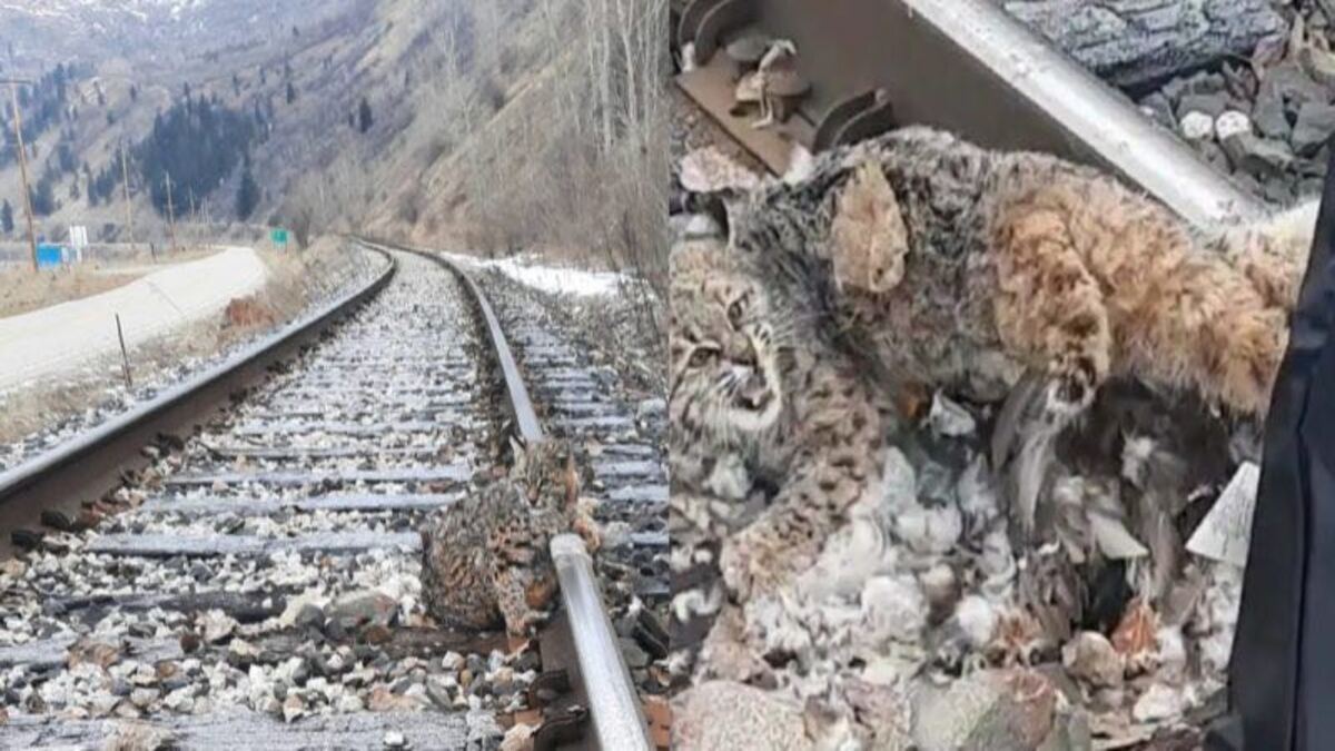 Ils sauvent un lynx sauvage gelé sur les rails juste avant que le train ne passe à toute allure