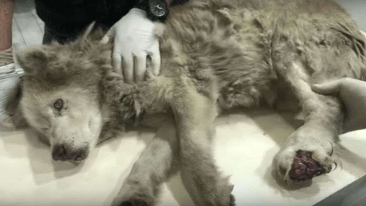 Ils trouvent un vieux chien husky en sale état, sa transformation est incroyable