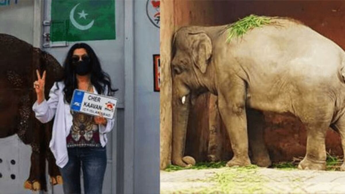 La chanteuse américaine Cher sauve et libère un éléphant d’un zoo au Pakistan