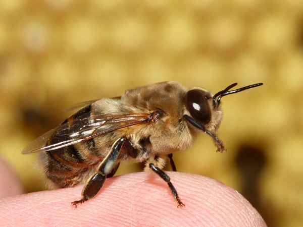 La raison pour laquelle l'abeille est un élément vital des écosystèmes