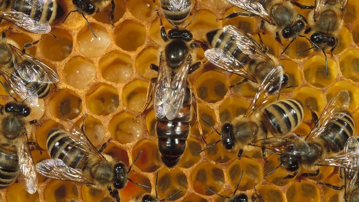 La raison pour laquelle l'abeille est un élément vital des écosystèmes