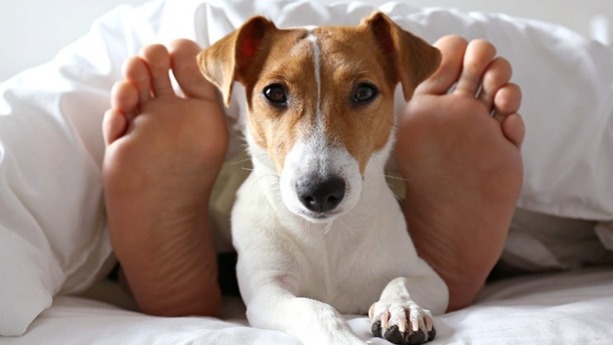 La raison pour laquelle votre chien aime être à vos pieds