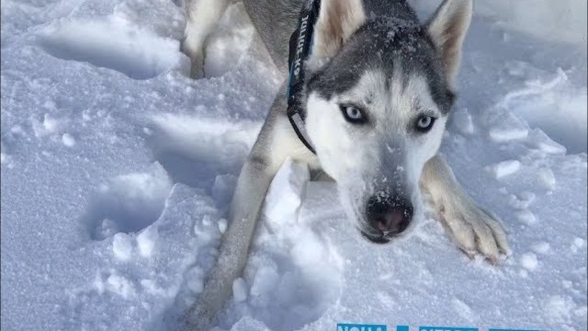 La réaction émouvante d'un husky qui marche dans la neige pour la 1re fois de sa vie