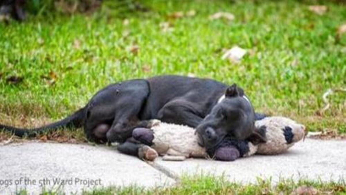 La triste histoire d'un chien abandonné qui refuse de lâcher son ours en peluche