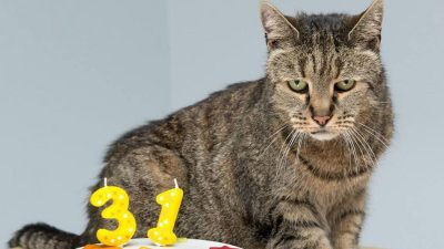 Le chat le plus vieux du monde vient de fêter ses 31 ans, incroyable !