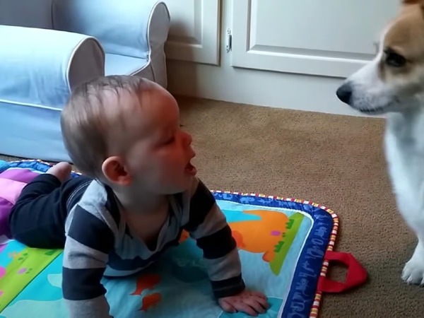 Le chien Corgi s’approche du bébé qui joue sur le sol, les internautes sidérés