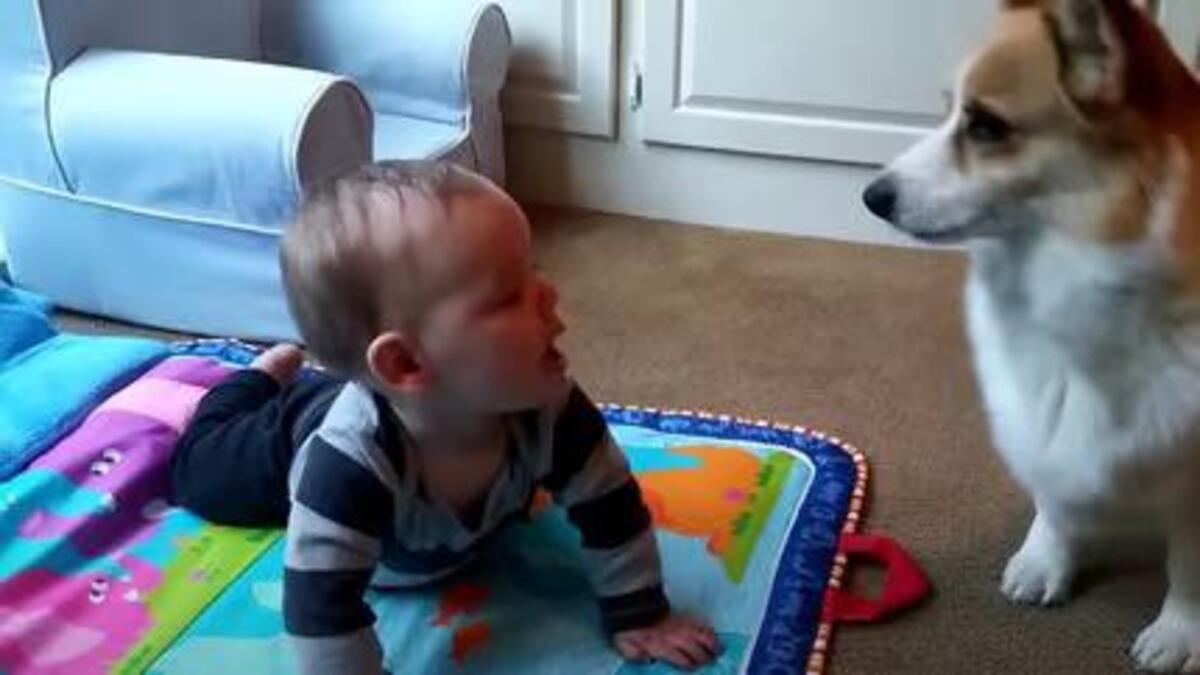 Le chien Corgi s’approche du bébé qui joue sur le sol, les internautes sidérés