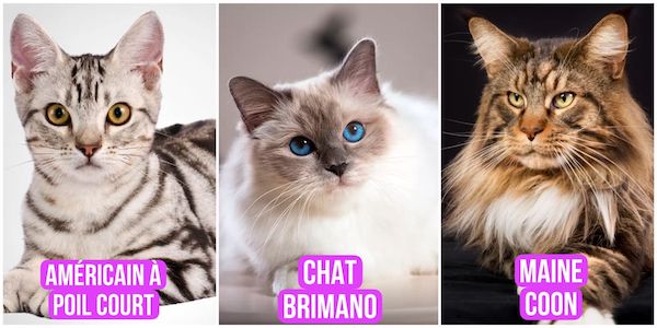 Les 3 races de chats les plus faciles à élever : ils sont adorables