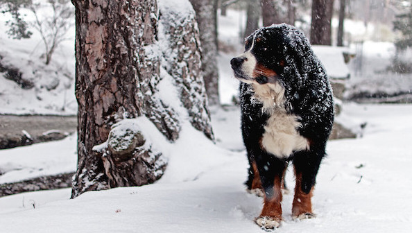 Les 6 meilleurs conseils pour s'occuper de votre chien en hiver
