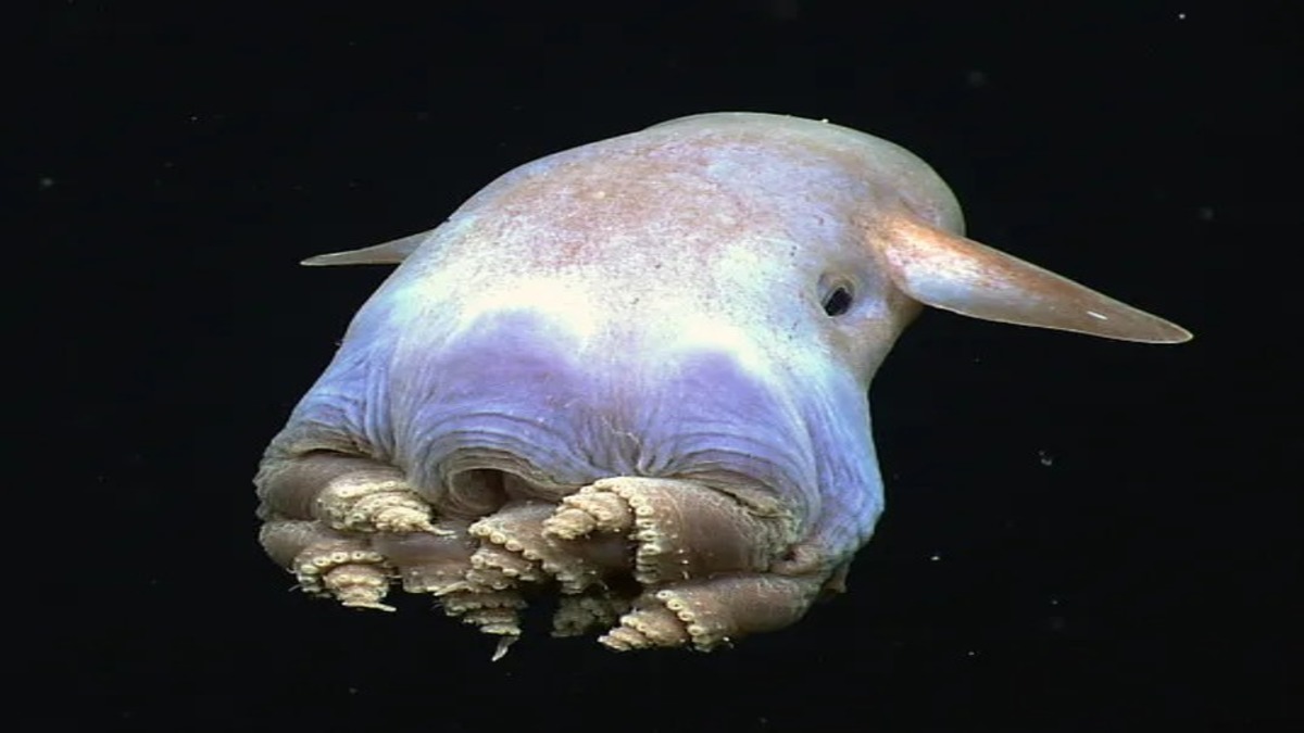 Les 7 animaux marins les plus rares au monde