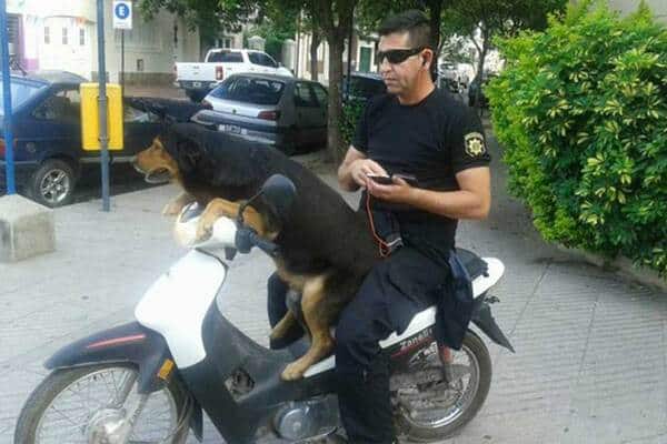 Les adieux déchirants d’un policier pour son chien devenu célèbre après avoir mangé du rosbif pour ses 15 ans