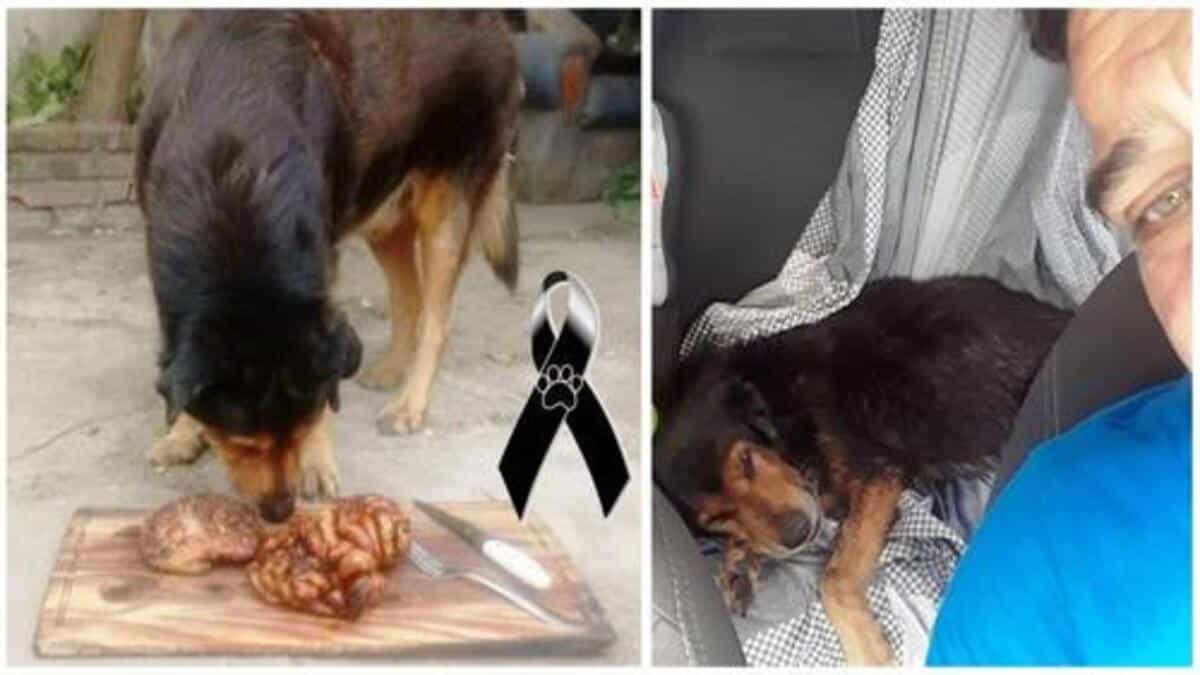 Les adieux déchirants d’un policier pour son chien devenu célèbre après avoir mangé du rosbif pour ses 15 ans