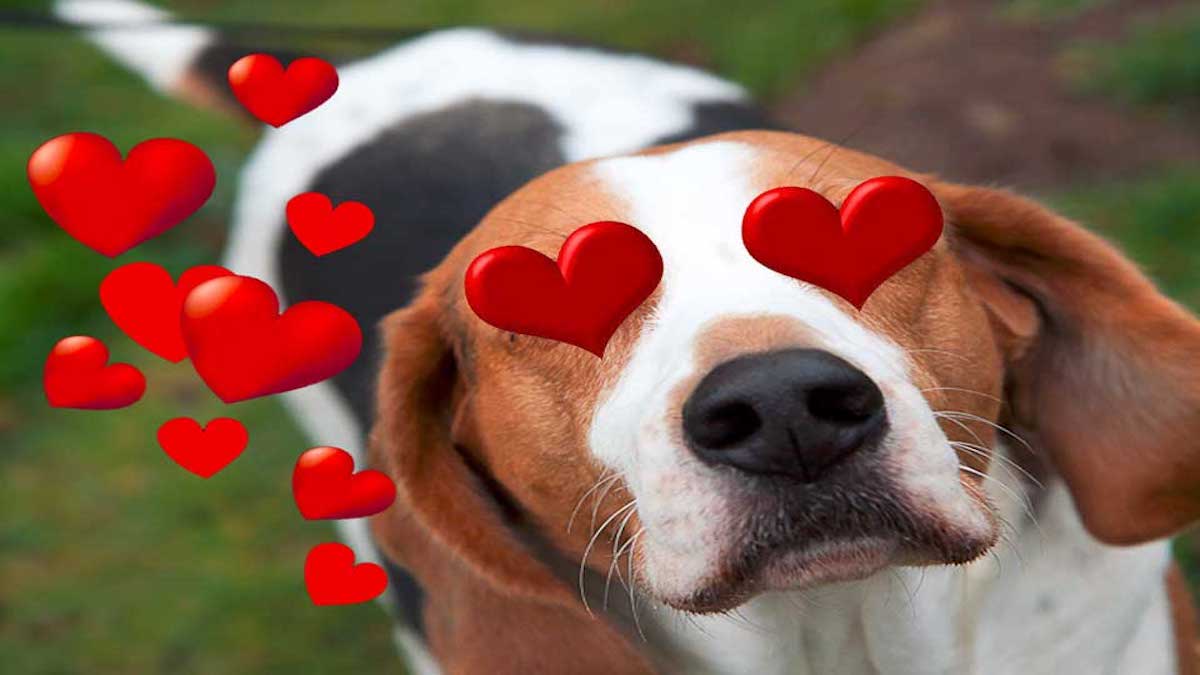 Les chiens tombent-ils amoureux comme les humains ?