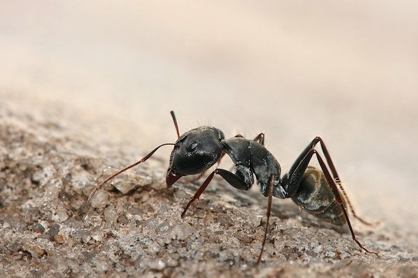 Les maîtres de la ruse, les fourmis