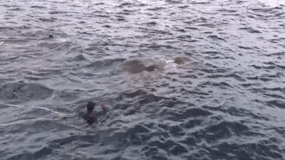 Les marines sautent par dessus bord quand ils voient ce qu’il y a dans la mer