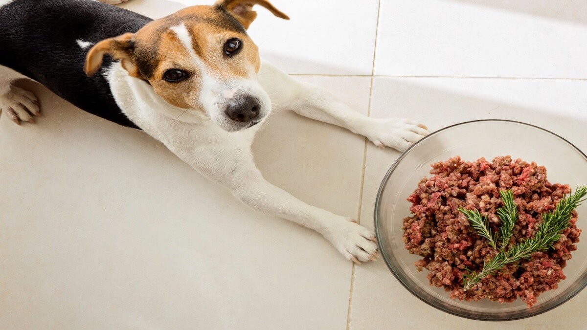 Les meilleurs aliments pour chiens afin de limiter la chute des poils
