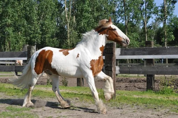 Les plus beaux chevaux au monde, ils sont magnifiques
