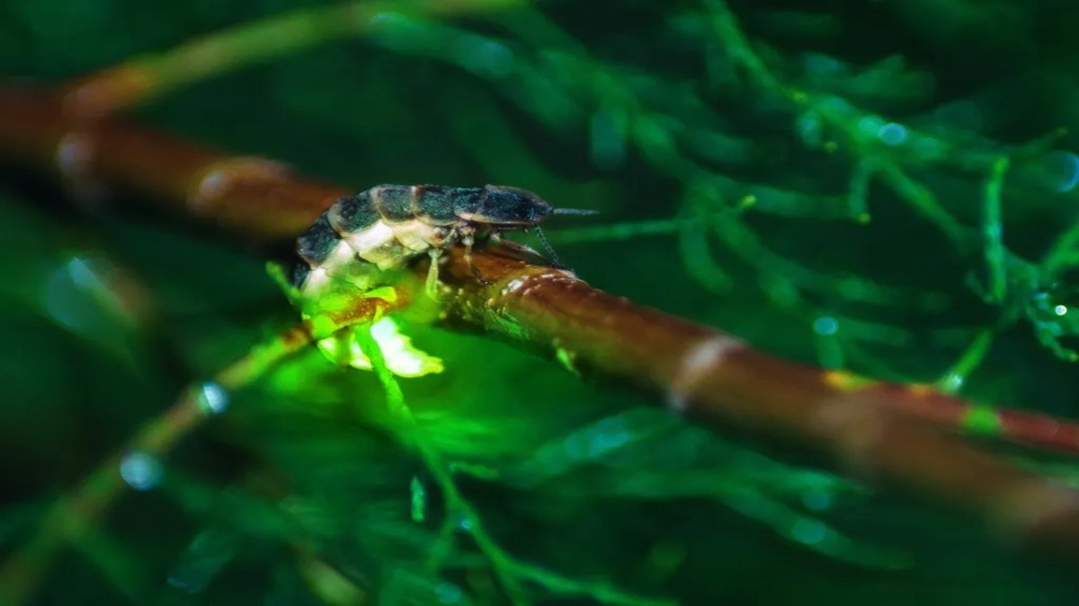 Les secrets méconnus des lucioles, ces insectes lumineux durant les nuits d’été