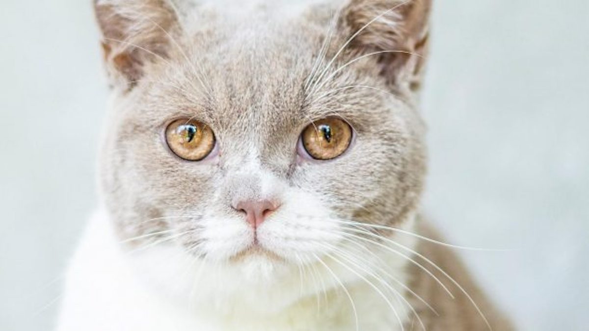 Voici pourquoi nous négligeons les visites vétérinaires pour nos chats, selon une étude