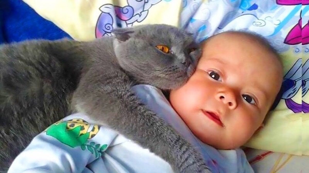 Leur chat ne veut pas laisser le bébé seul, ils découvrent pourquoi, la police débarque