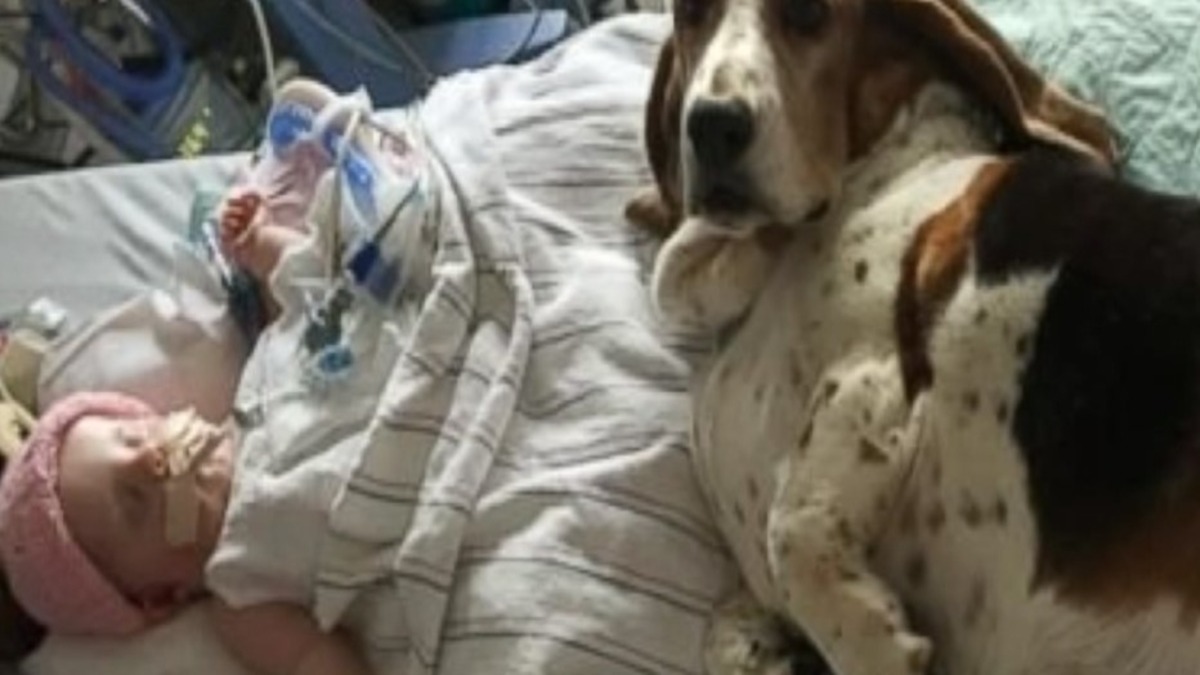 Leur chien ne veut pas quitter pas leur bébé mourant jusqu’à son dernier souffle