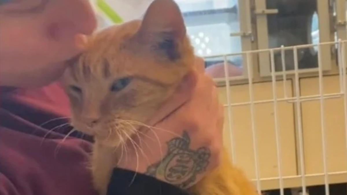 L'histoire touchante d'un chat roux passé de victime de cruauté à symbole d'espoir et de résilience
