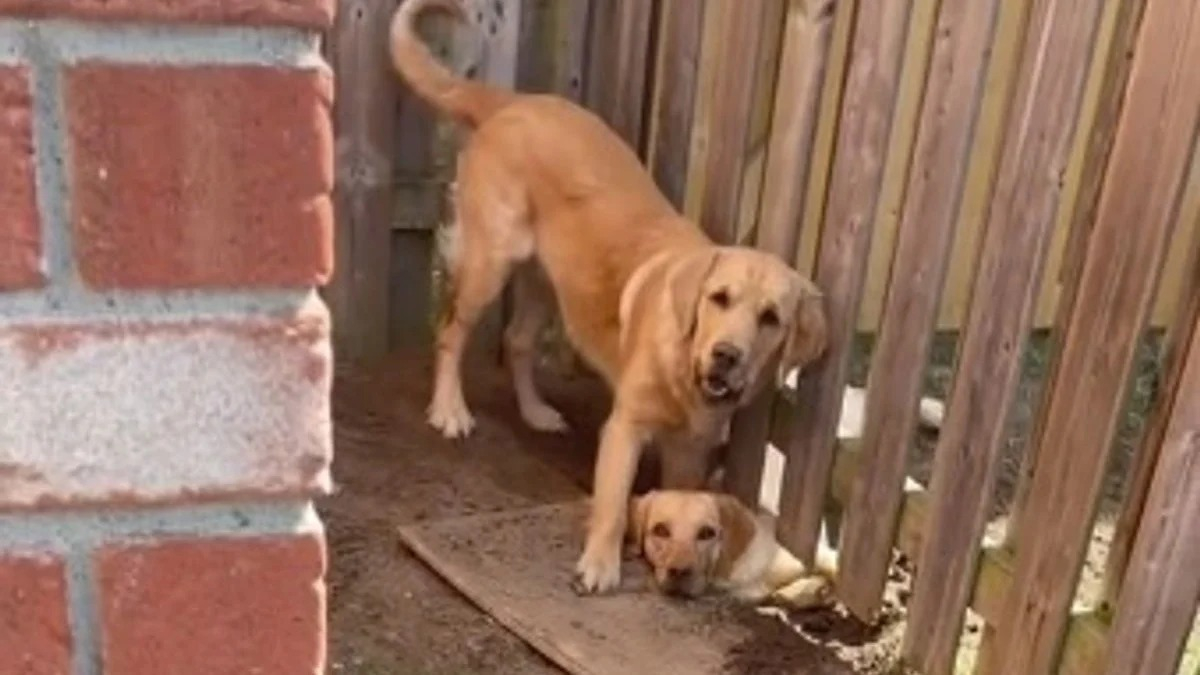 Pour jouer avec la chienne des voisins, ce Golden Retriever creuse un trou sous la clôture