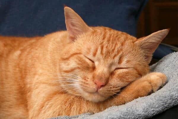 Pourquoi les chats dorment autant d’heures ? La réponse des experts