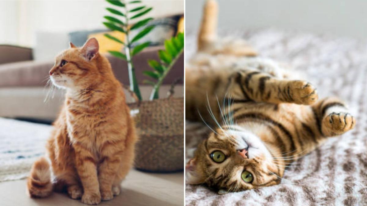 Pourquoi les chats ronronnent-ils, veulent-ils obtenir quelque chose de leur propriétaire ?