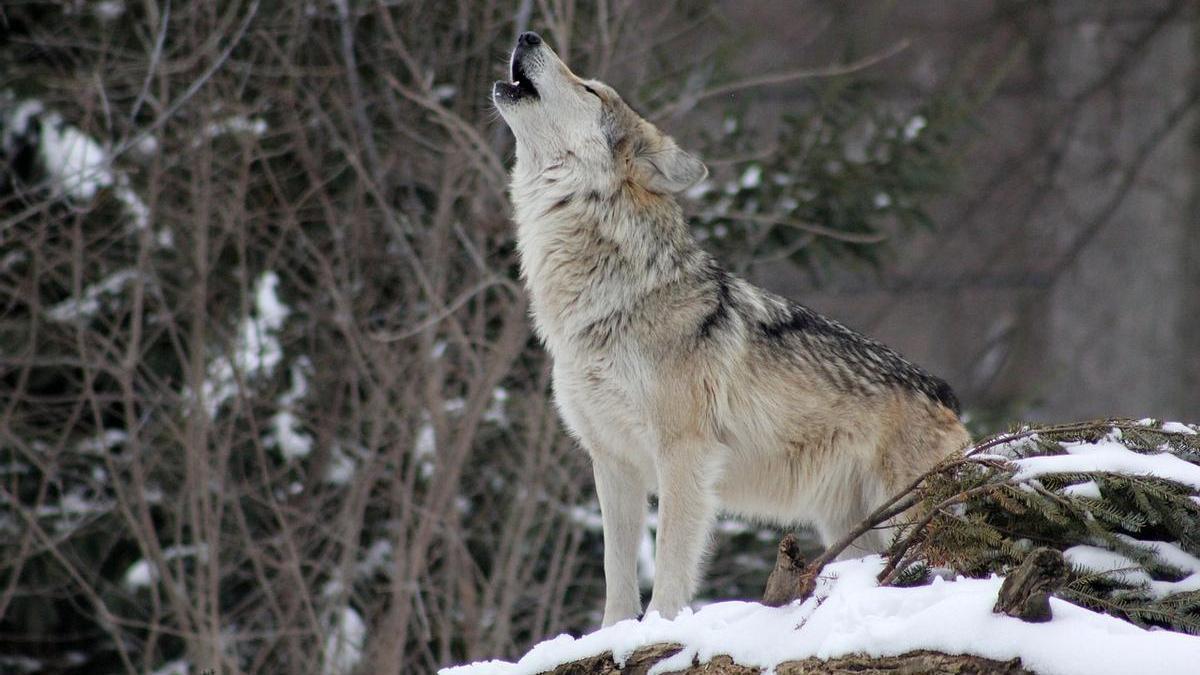 Pourquoi les loups hurlent-ils à la lune ? Tout savoir sur les mythes et légendes