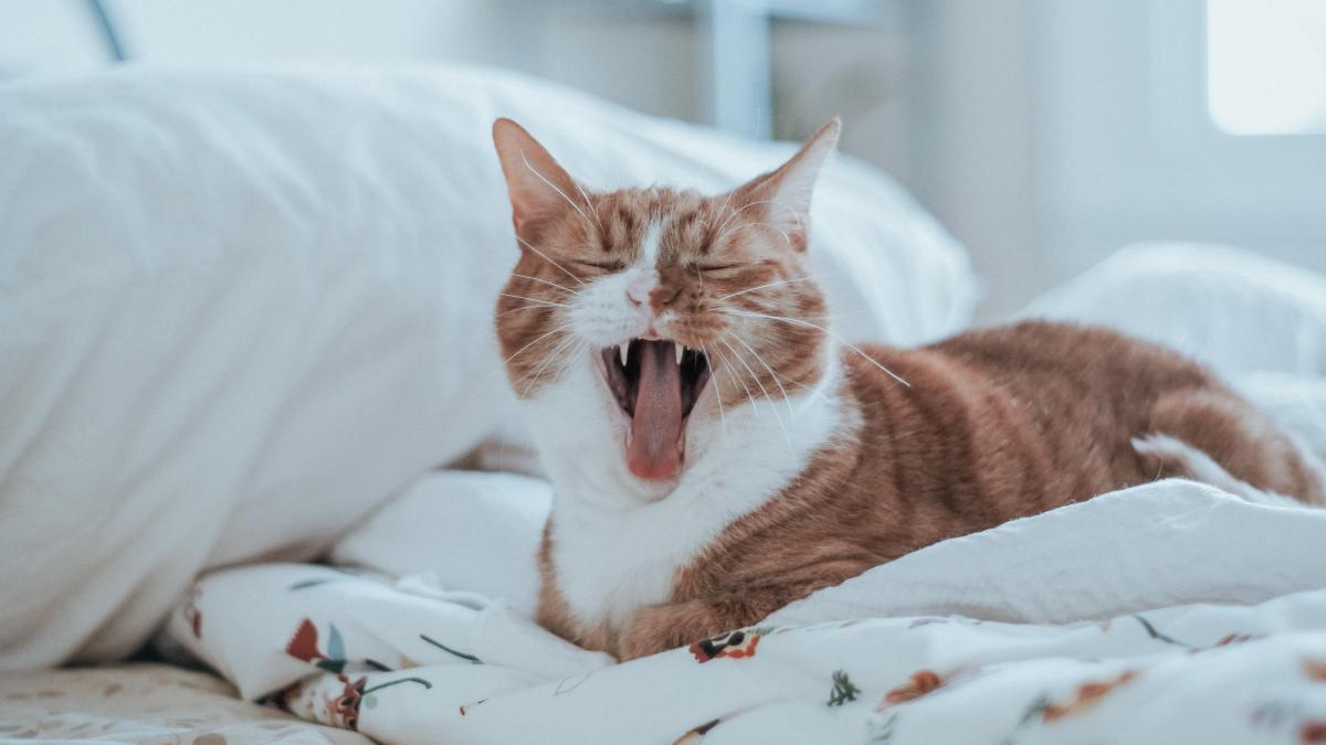 Pourquoi votre chat dort-il sur votre oreiller ? Voici la raison surprenante