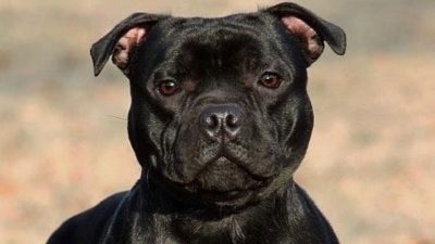 L'espérance de vie et les clés pour une longue vie de votre Bull Terrier