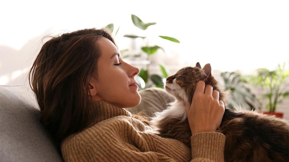 Que signifie le fait qu'un chat ronronne sur vous ? Les raisons expliquées