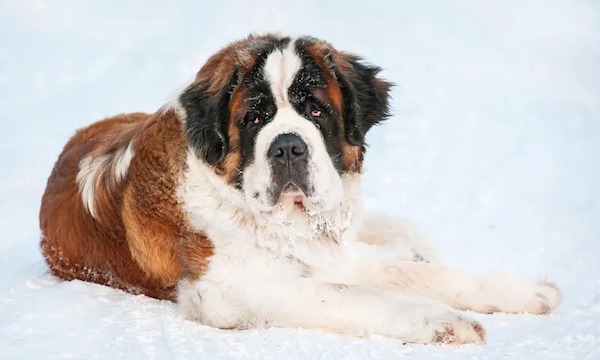 Quelles sont les 4 races de chiens qui aiment le froid 