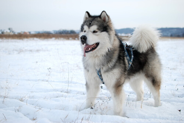 Quelles sont les 4 races de chiens qui aiment le froid 