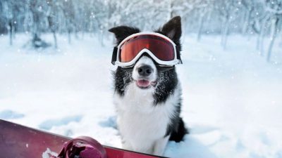 Les 4 races de chiens qui adorent le froid
