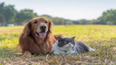 Qui vit le plus longtemps, les chats ou les chiens ?